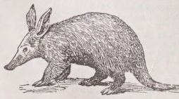 Aard-vark