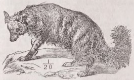 Aard-wolf