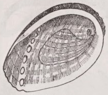 Abalone