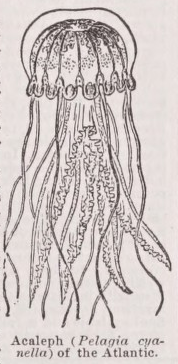 Acaleph