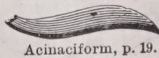 Acinaciform