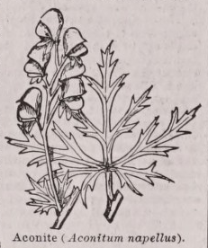 Aconite