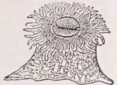Actinaria