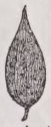 Acuminate