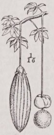 Adansonia