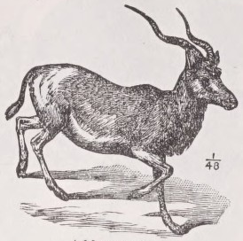 Addax