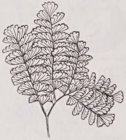 Adiantum