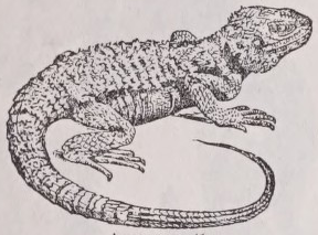 Agama