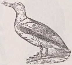 Albatross
