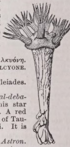Alcyonaria