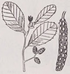 Alder