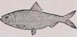 Alewife