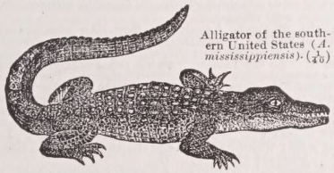 Alligator