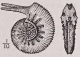 Ammonite
