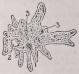Amoeba