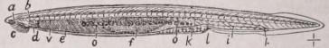Amphioxus