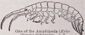 Amphipoda