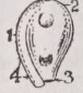 Amphitropous