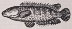 Anabas