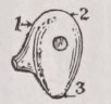 Anatropous