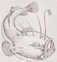 Angler