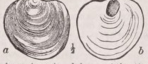 Anomia