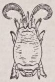 Anomoura
