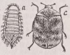 Anthrenus