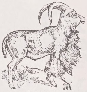 Aoudad