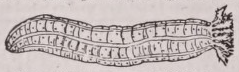 Apneumona