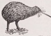 Apteryx