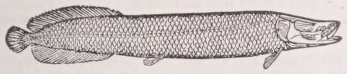 Arapaima