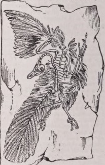 Archaeopteryx