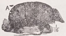 Armadillo