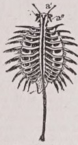 Artemia