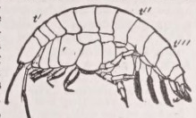 Arthrostraca