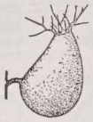 Ascidium
