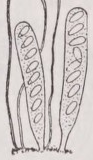 Ascus