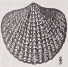Atrypa