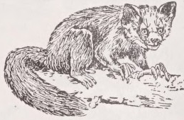 Aye-aye
