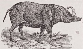 Babirussa