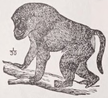Baboon
