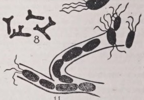 Bacterium