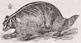 Badger