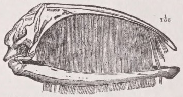 Baleen