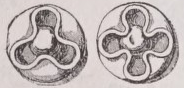 Ball-flower