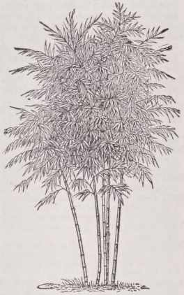 Bamboo