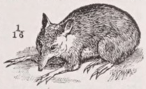 Bandicoot