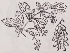 Barberry