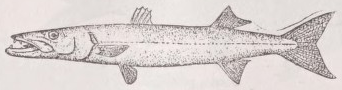 Barracuda